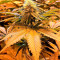 Strawberry Blue (World of Seeds)