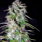 Fast Bud Auto Seeds