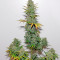 OG Kush Autoflowering (Dinafem Seeds)