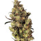 Blue Velvet feminized seeds