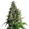 Graines de cannabis Orange Hill Special regular (Dutch Passion)