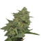 Original Cheese IBL (Paradise Seeds)