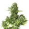 StarRyder Auto feminized seeds