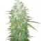 Afghan Kush X Black Domina (World of Seeds)