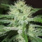 Semi femminizzati Auto Speed Bud