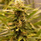 Graines de cannabis Black Dream (Eva Seeds)