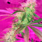 OG Kush (Dinafem Seeds)