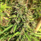 Purple Maroc feminized seeds
