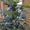 Karibbean Mango (Kannabia Seeds)