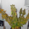 Graines de cannabis Power Plant (Dutch Passion)