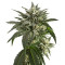 Blue Critical Autoflowering Seeds