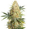 Lemon Z (Dutch Passion)