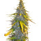 SAD Sweet Afgani Delicious S1 fem (Sweet Seeds)