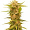 Graines de cannabis Black Dream (Eva Seeds)