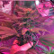 Sour Blueberry (Humboldt Seeds Organization)