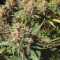 Critical Kali Mist Seeds