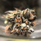 Delhi Friend (Dr. Krippling Seeds)