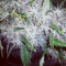 Graines de cannabis ICE (Female Seeds)