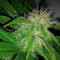 O.G. Kush Seeds