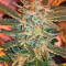 White Widow feminized seeds (Dinafem)