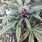 Black Cream Auto