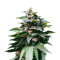 Karibbean Mango (Kannabia Seeds)