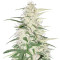 Graines de cannabis CBD Cherry Kush (Sumo Seeds)