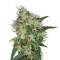 Graines de cannabis Lambo regular (T.H. Seeds)