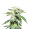 Original White Widow IBL (Paradise Seeds)