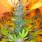 Aurora Indica strain