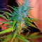 Graines de cannabis Auto Xtreme (Dutch Passion)