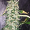 Choco Bud (Vision Seeds)