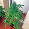 Critical + Autoflowering feminized seeds by