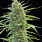 Kilimanjaro Seeds