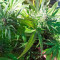 Kritikal-K Seeds