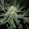 Royal Cookies feminized seeds
