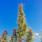 Graines de cannabis Twilight (Dutch Passion)