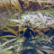 Cream Mandarine Auto Seeds