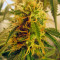 Jack Herer Auto feminized seeds (Green House Seeds)