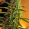 Jack Herer Auto feminized seeds (Green House Seeds)