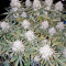 Killer Kush Auto (Sweet Seeds)