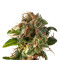 Auto Fresh Candy strain