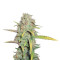 O.G. Kush Seeds