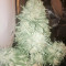 Fruit Punch (Heavyweight Seeds)
