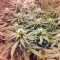 Lithium OG Kush Seeds