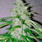 Nefertiti Seeds