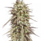 Purple Maroc feminized seeds