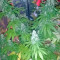 Santa Sativa feminizada