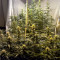 Semi femminizzati di Lemon Kush (Semi femminili)