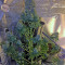 Graines de cannabis Midnight Mass (Heavyweight Seeds)